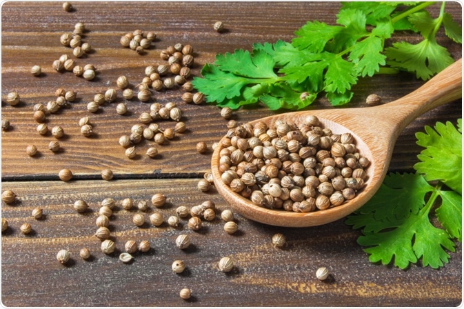 cilantro