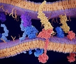 Studying the Evolution of Protein-Protein Interactions with NMR