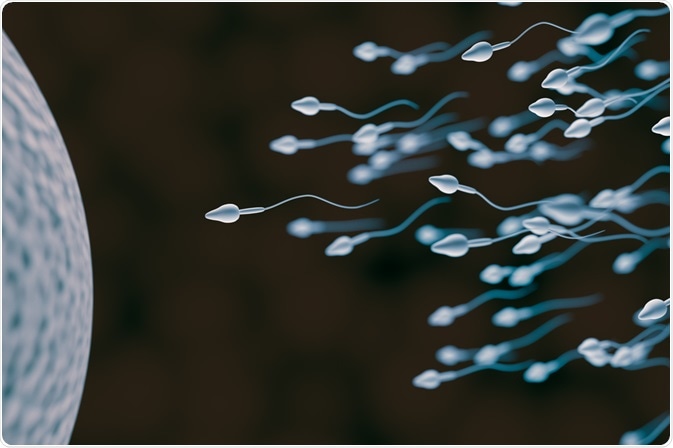 sperm cells sperm cells
