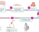 Designing the future of cultivated meat with cost-effective stem cell media and RNA delivery