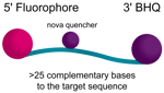 BHQnova™: Custom DNA probes for qPCR