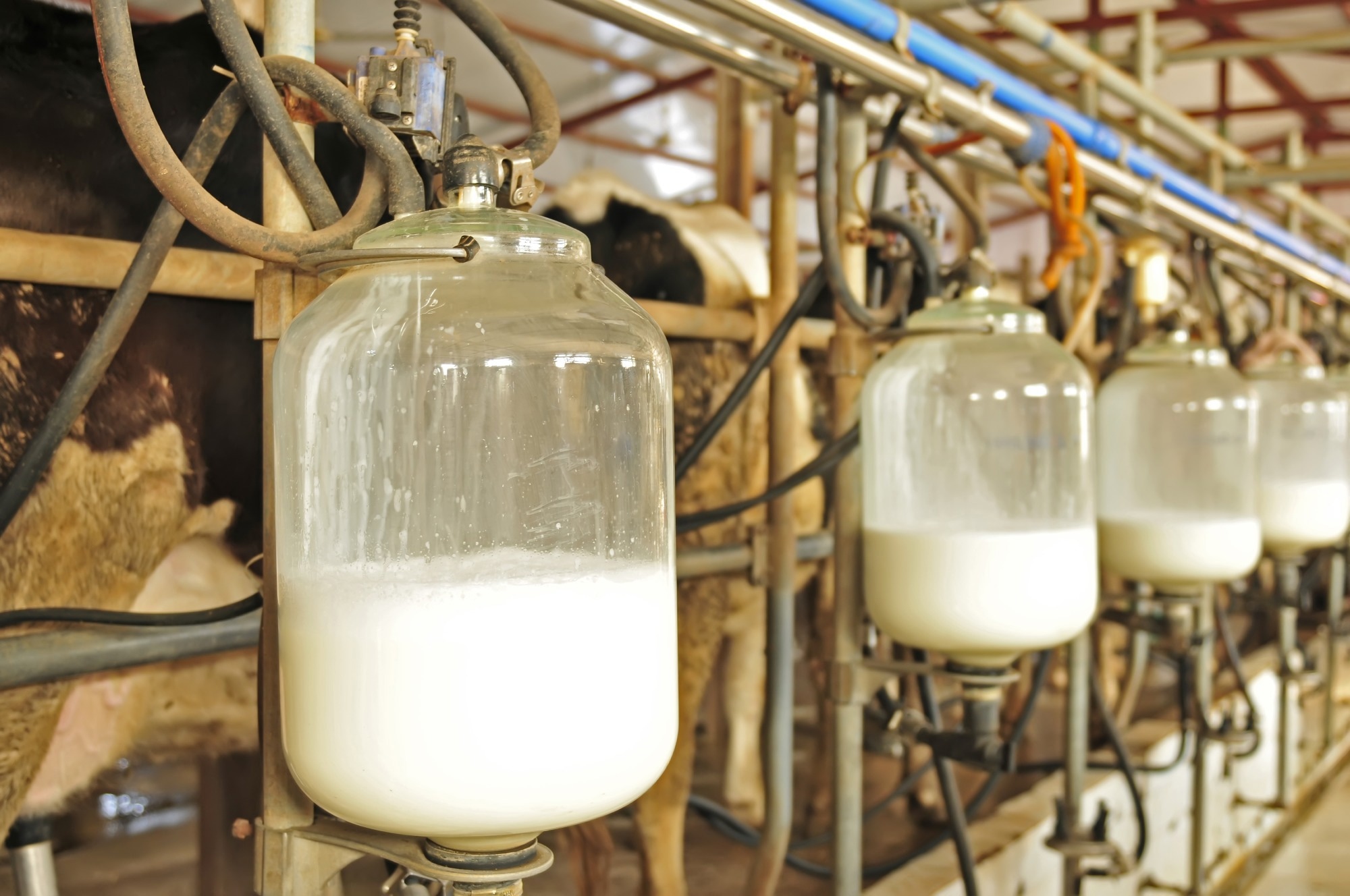 Mechanized milking equipment milking parlour
